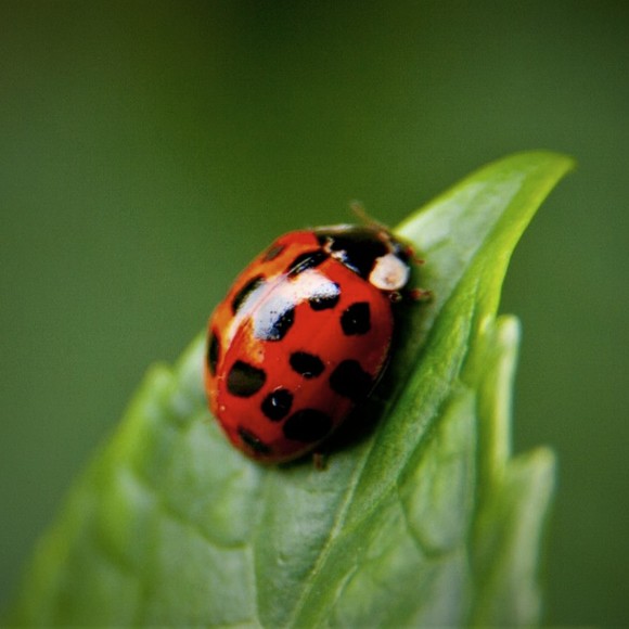 la_coccinella